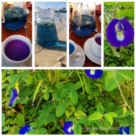 Clitoria bachova esence