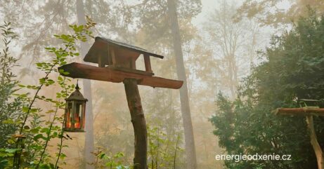 Podzim u nás v lese