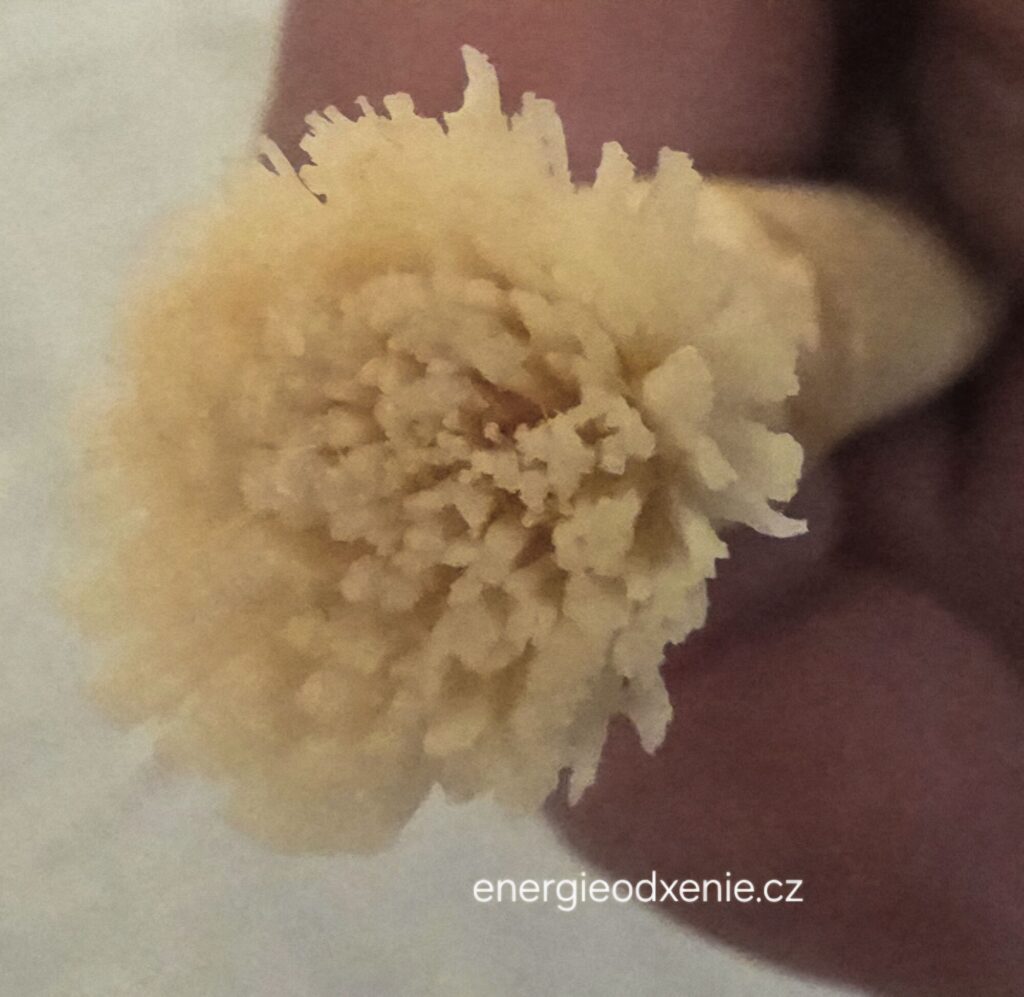 Miswak,  Salvadora persica, přírodní zubní kartáček 