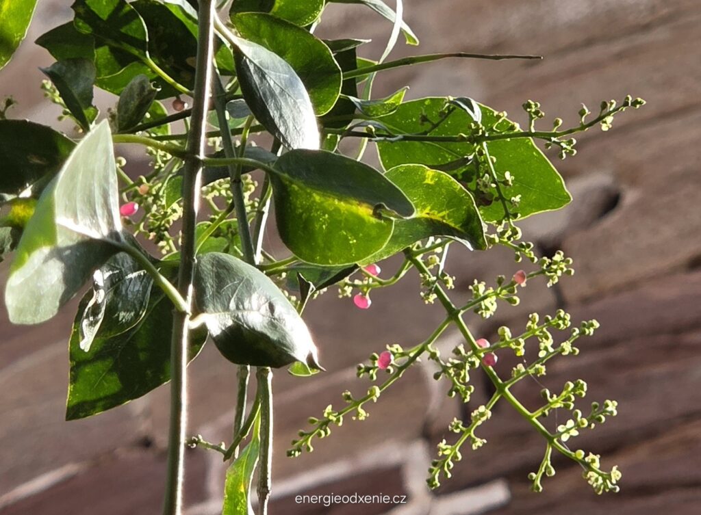 Miswak, Salvadora persica, přírodní zubní kartáček a&nbsp;jeho plody 