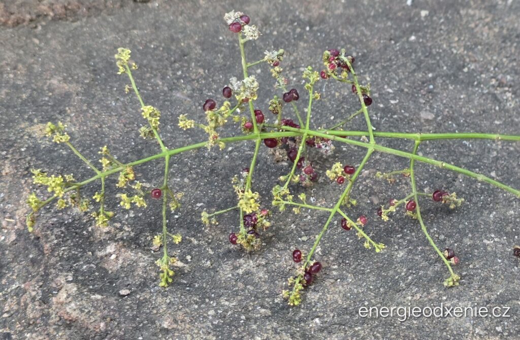 Miswak, Salvadora persica, přírodní zubní kartáček a&nbsp;jeho plody