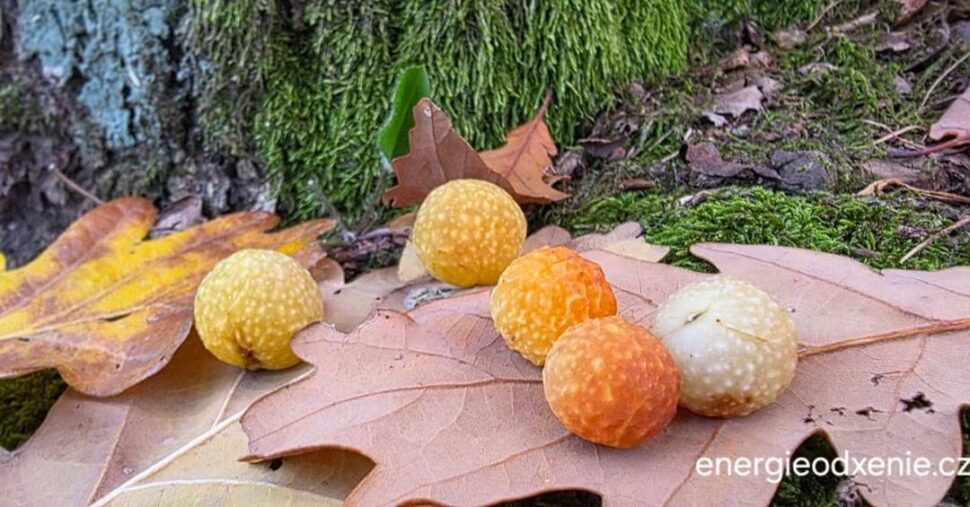 Duběnky z dubu